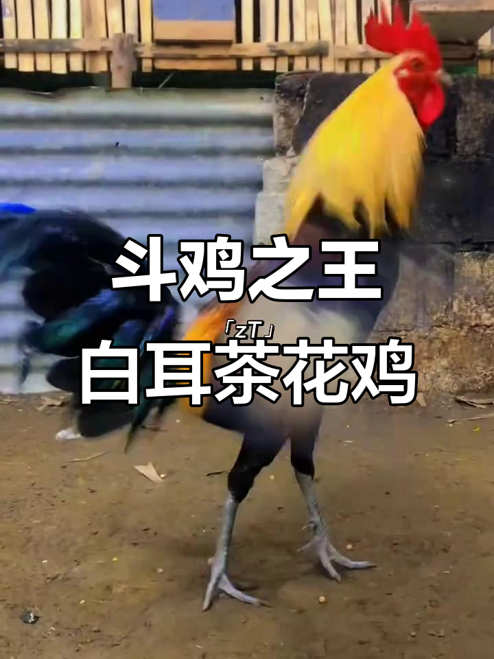 白耳茶花鸡：斗鸡场上的王者，战斗力惊人