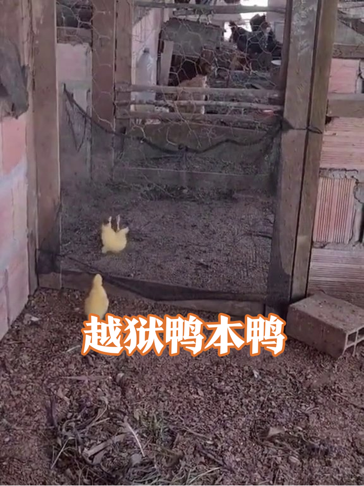 小黄鸭为越狱拼了!练轻功摔成表情包,兄弟在旁笑出鹅叫