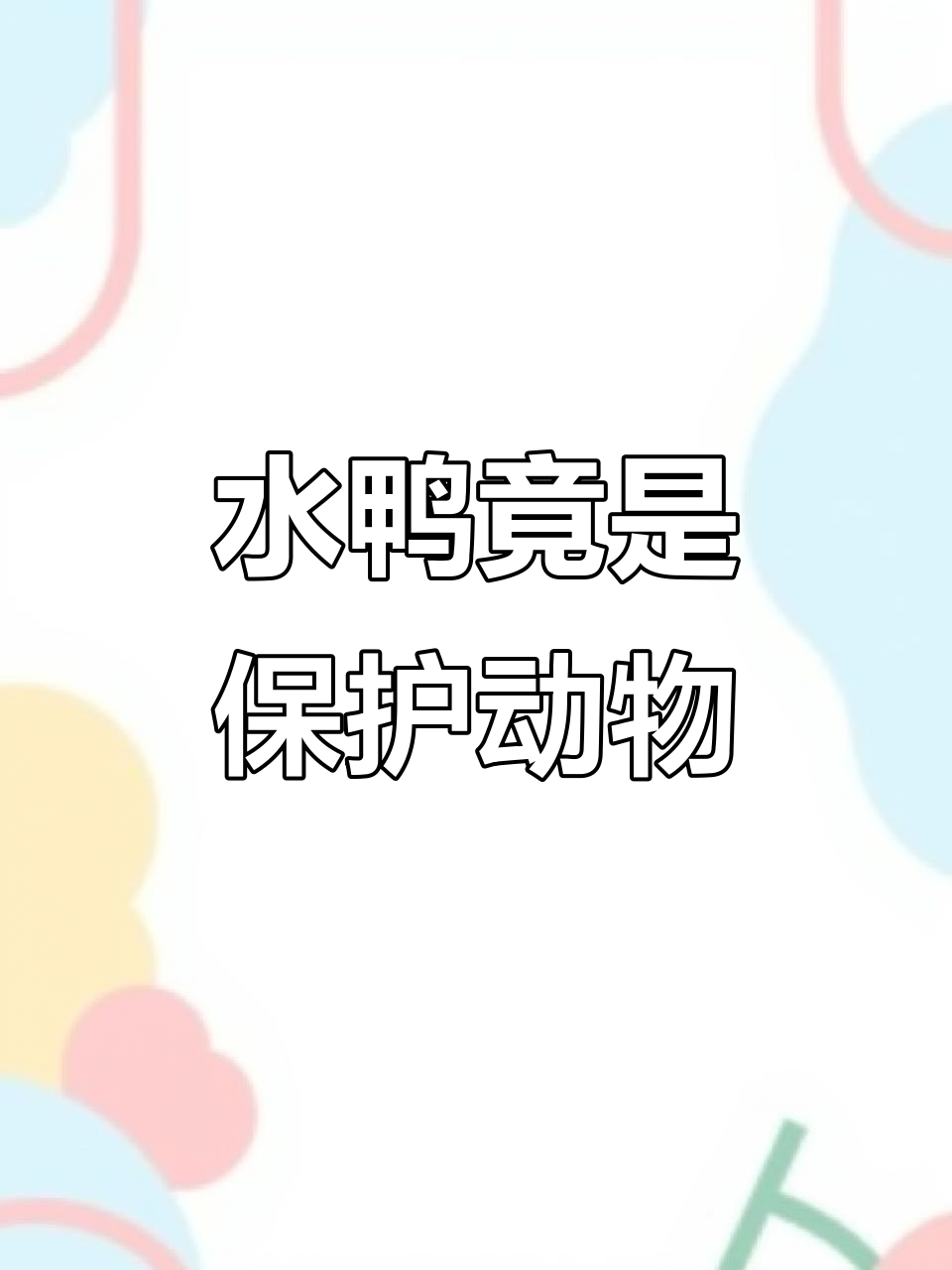 救了一只水鸭子,竟然是保护动物!果断放生