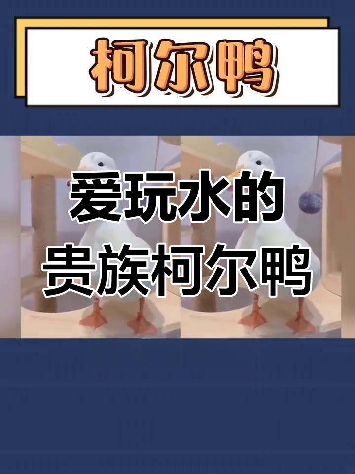 柯尔鸭:可爱又爱干净的宠物,走路像进京赶考的爵位鸭