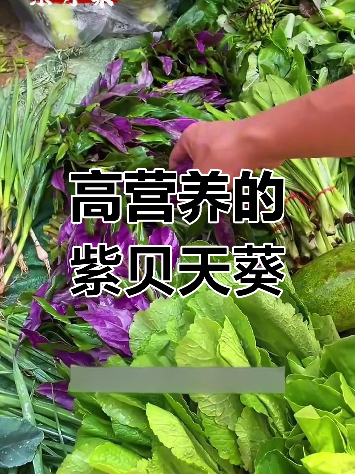 紫背菜,口感细腻如肉,种植简单又高产