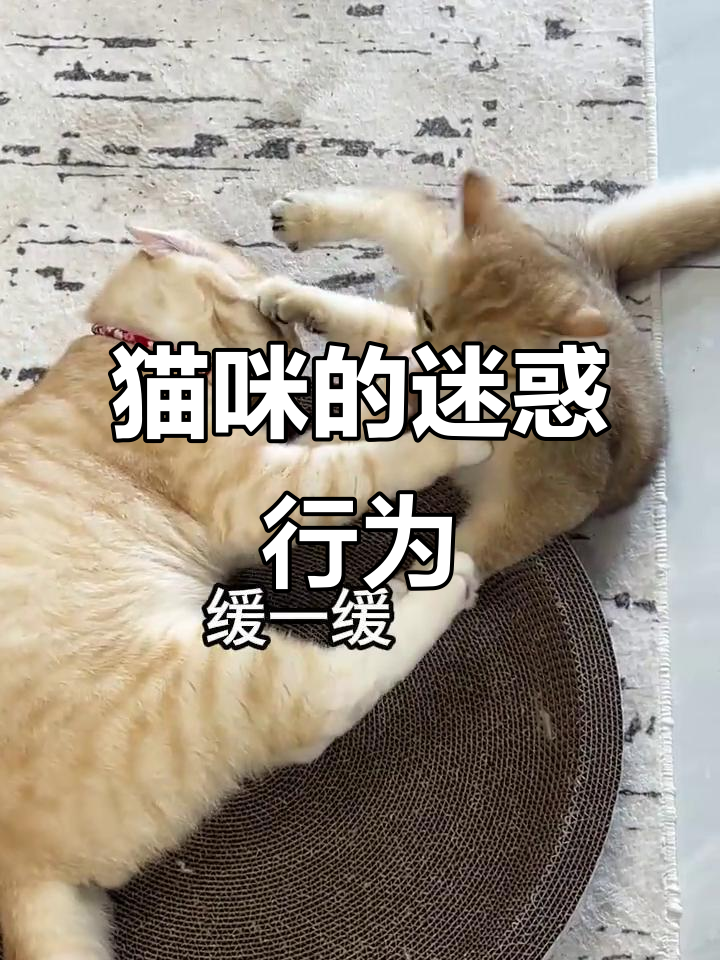 猫咪打架不服输,表情超搞笑