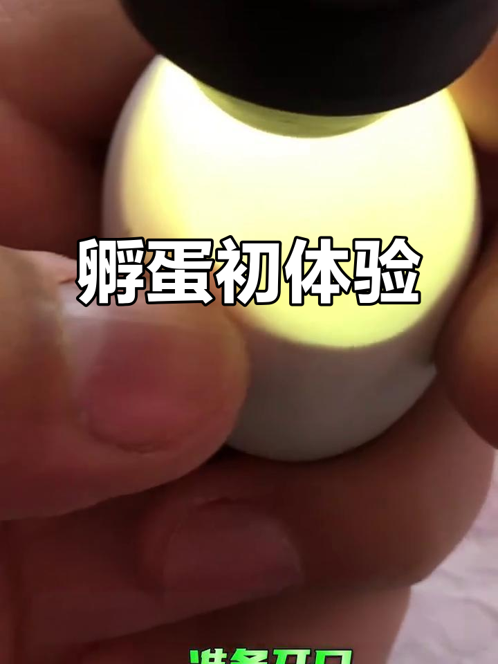 首次孵化柯尔鸭，24天等待终于破壳，心情激动！