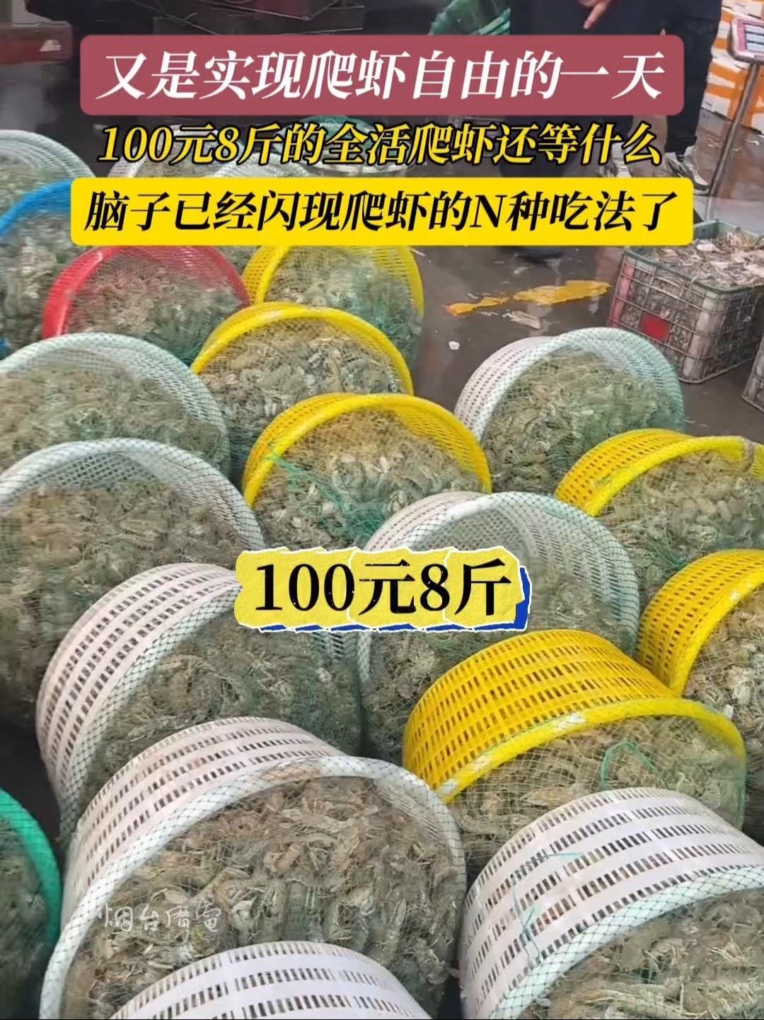 4月16日(发布时间),山东烟台。又是实现爬虾自由的一天,100元8斤的爬虾还在等什么!爬