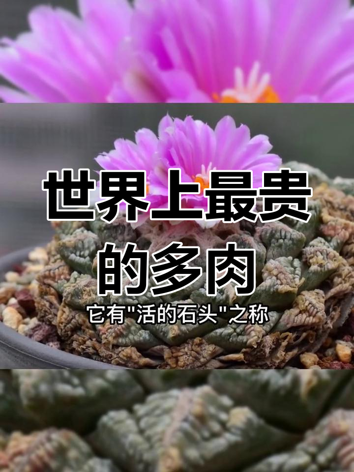 世界最昂贵多肉植物排行榜