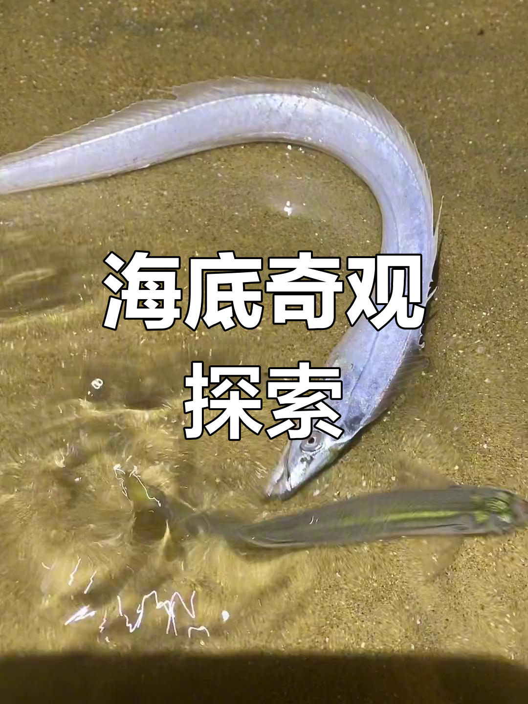 发现活体带鱼与大海葵,海底世界真奇妙