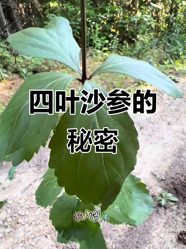 轮叶沙参：东北四叶菜，生长环境与药用价值揭秘