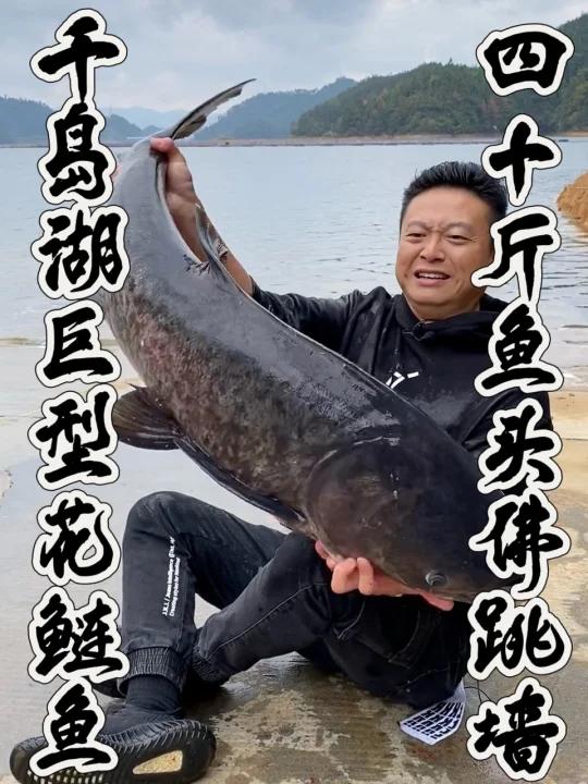 琼斯居然被条鱼给压倒了?!四十多斤重的千岛湖花鲢鱼,学名鳙鱼!让我尝尝鱼头佛跳墙味道怎么样