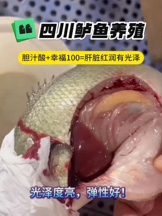 四川宜宾张老板,定期使用胆汁酸+幸福100,鲈鱼肝脏红润有光泽!龙昌胆汁酸 龙昌杜仲叶提取