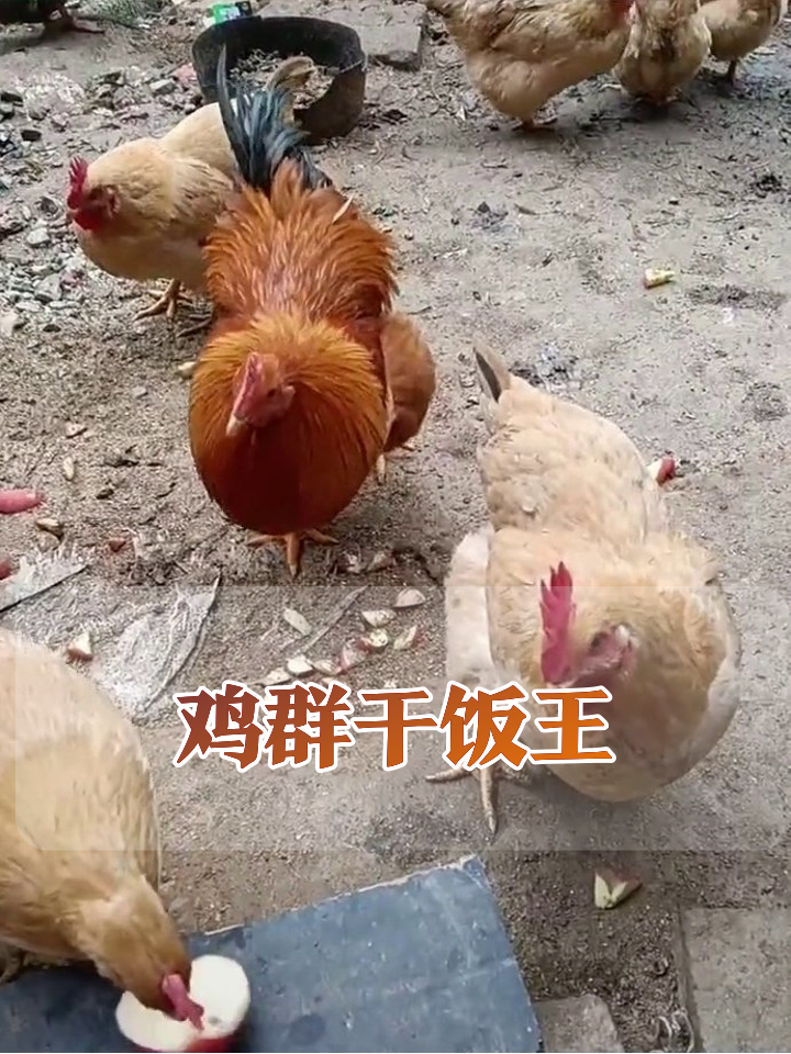 鸡界干饭现场:半拉苹果引发混战,红毛鸡霸气护食笑喷