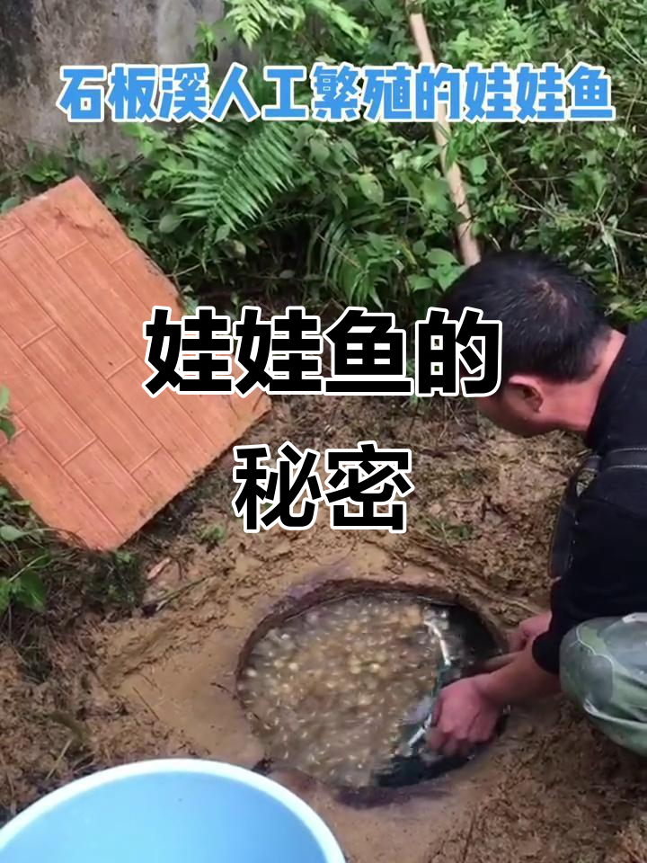 揭开娃娃鱼繁殖的奥秘,十八年专业养殖成就数万苗