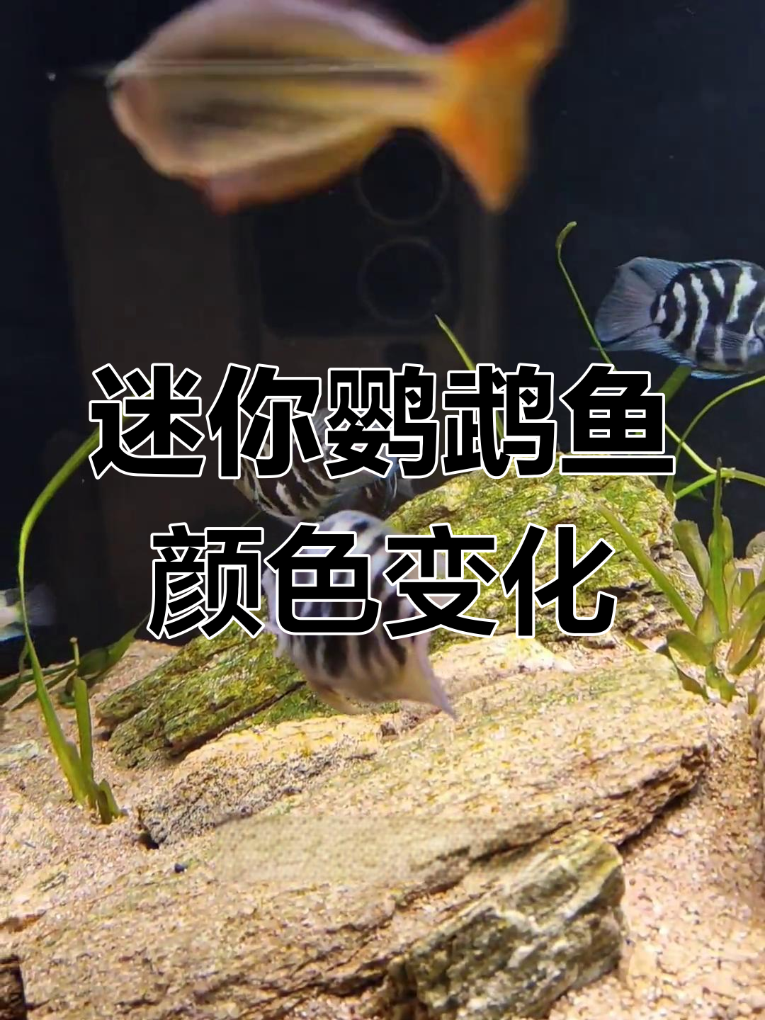 迷你鹦鹉鱼变淡的原因及应对方法