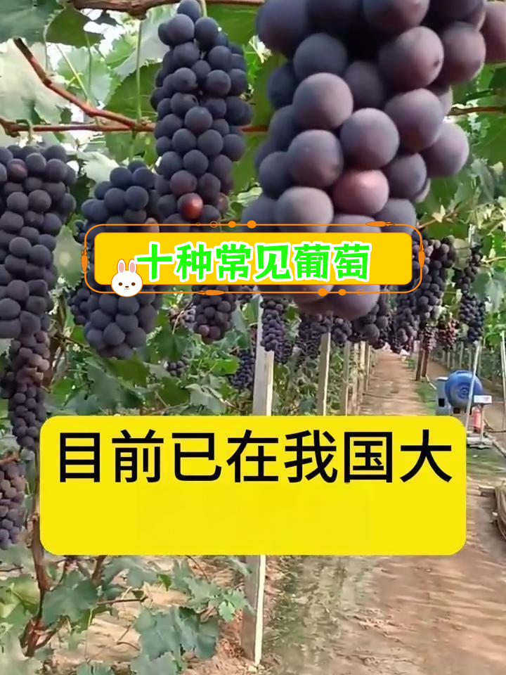 中国常见十大葡萄品种介绍