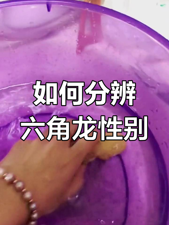 六角龙鱼公母辨别技巧,养宠心得分享