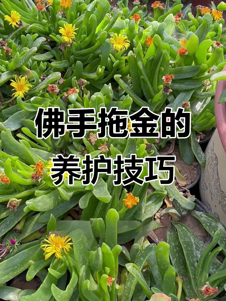 佛手托金养护全攻略：浇水、光照与温度管理