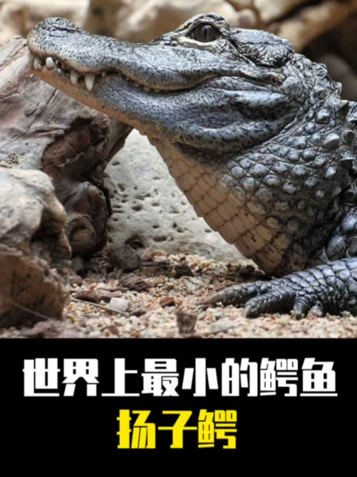 最小鳄鱼扬子鳄
