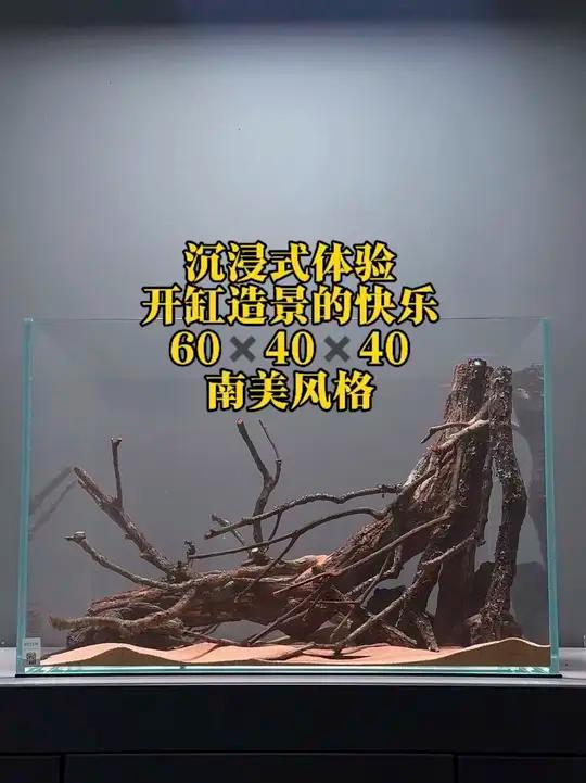 60缸·南美造景