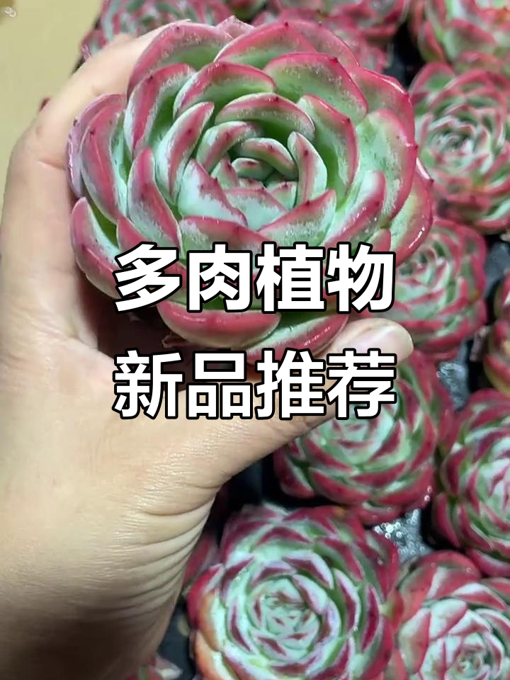 胭脂贝瑞与粉水晶多肉,香气扑鼻,冠幅惊人!