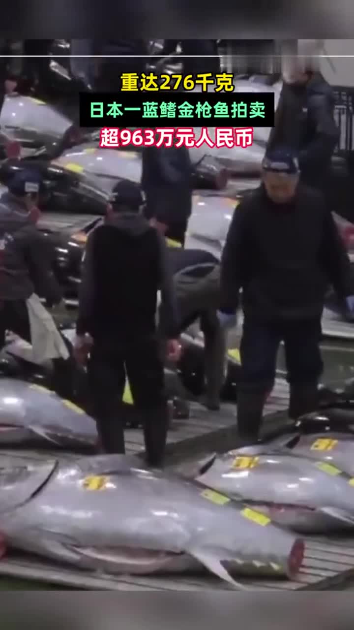 日本一蓝鳍金枪鱼拍卖超2亿日元,这一价格创下史上第二高