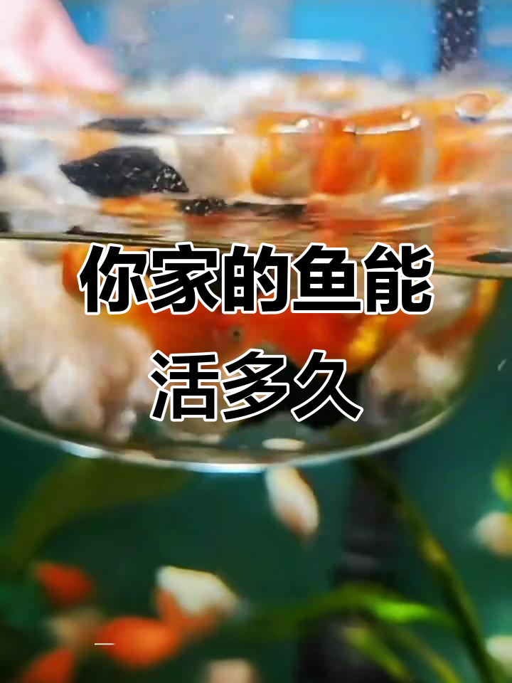常见观赏鱼寿命大揭秘，如何让它们陪伴你更久