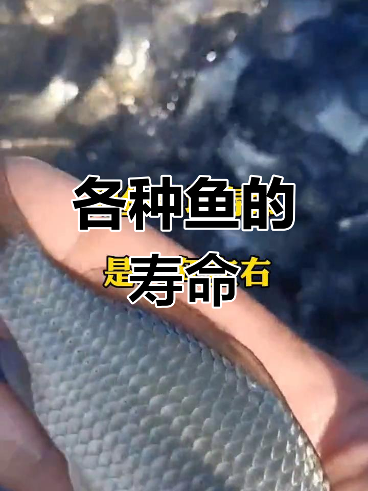 四大家鱼寿命揭秘