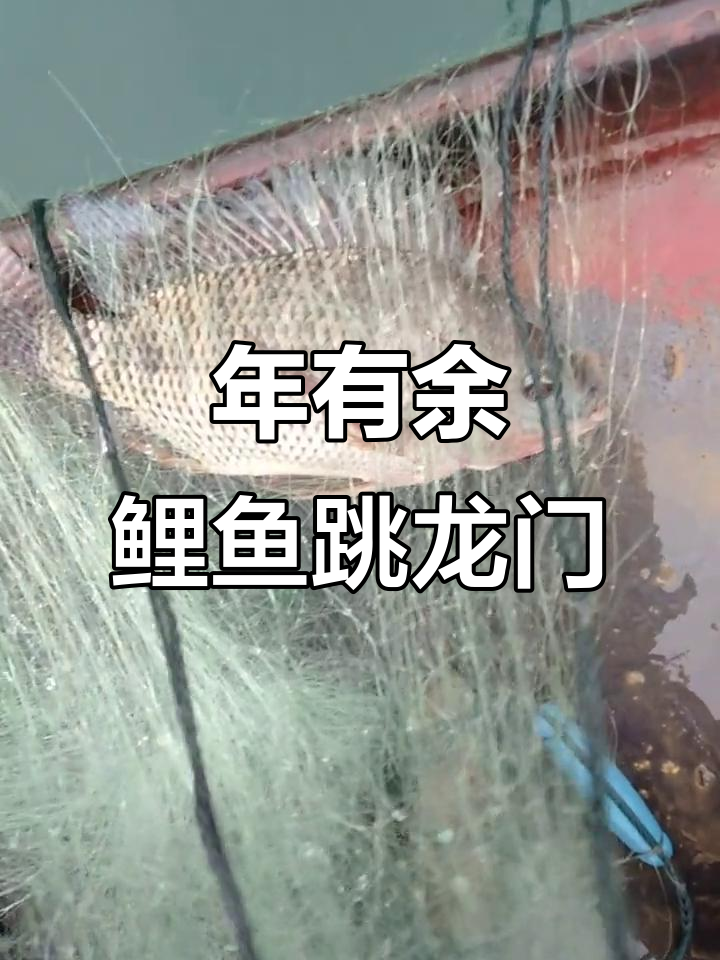 2023年好运连连,鲤鱼跃龙门带来丰盈收获