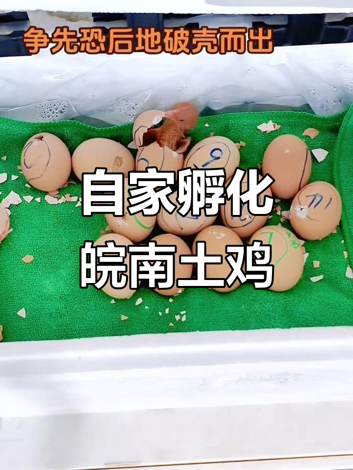 自家孵化的皖南土鸡,健康又美味