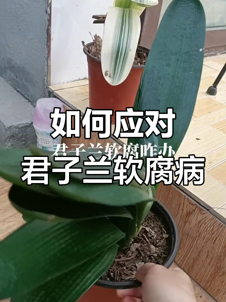 君子兰夏季软腐病防治技巧,高温高湿环境下的养护方法