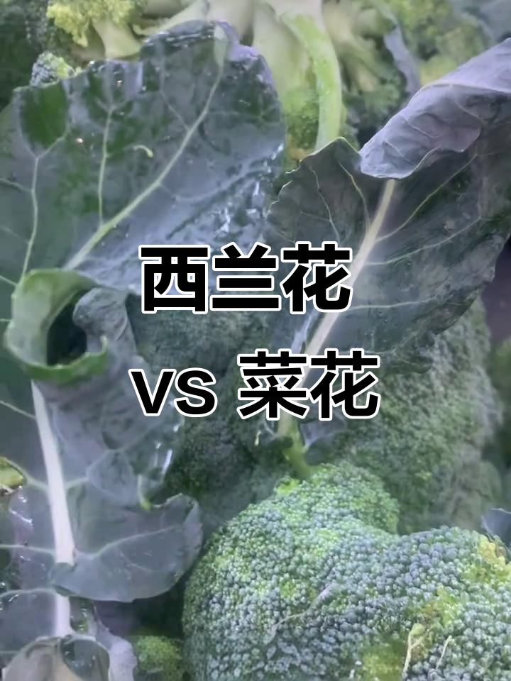 西兰花和菜花的区别,营养更丰富!