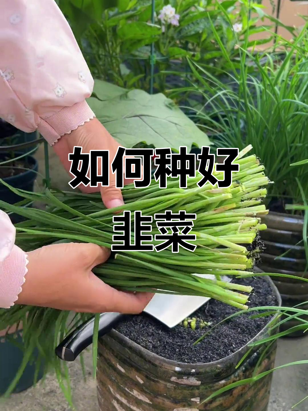 韭菜种植技巧:修根、施肥,轻松割出粗壮新芽