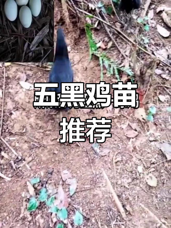 五黑一绿鸡:市场前景好,滋补效果佳