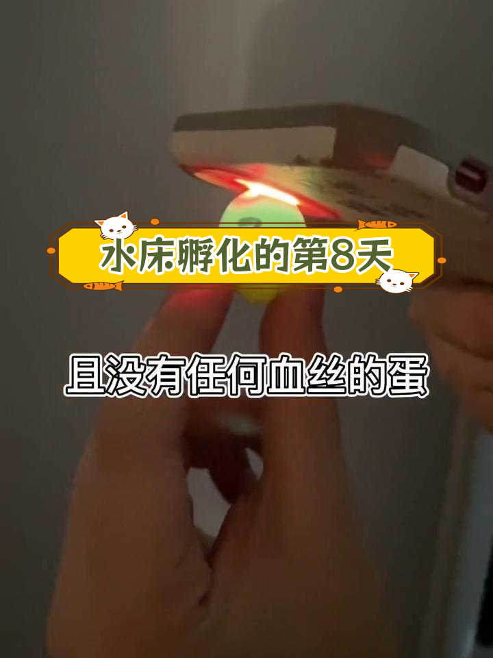 芦丁鸡孵化照蛋技巧,轻松分辨受精与无精