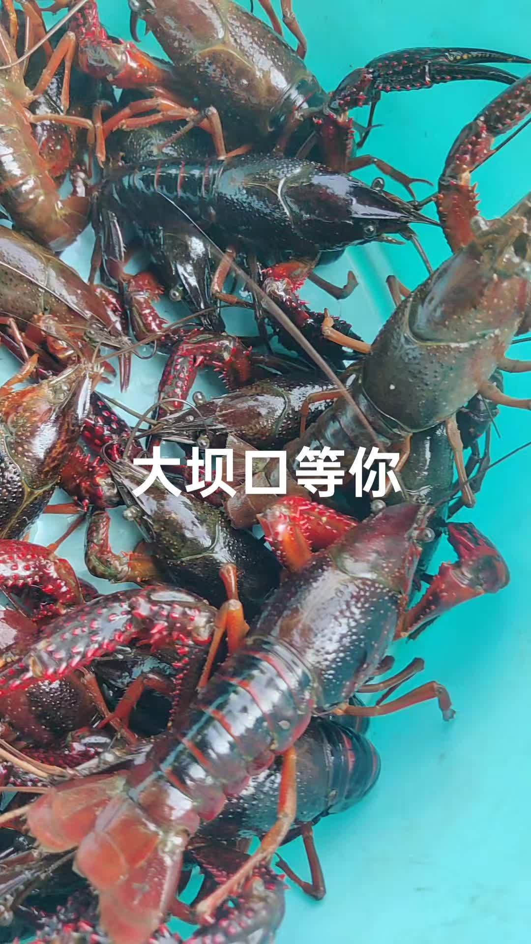 龙虾,龙虾,野生小龙虾 原创视频 野生小龙虾