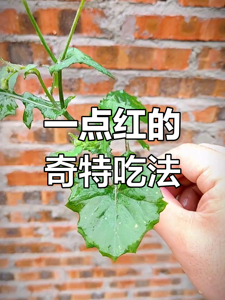第一次见到广东人用一点红炒菜,感觉有点奇怪