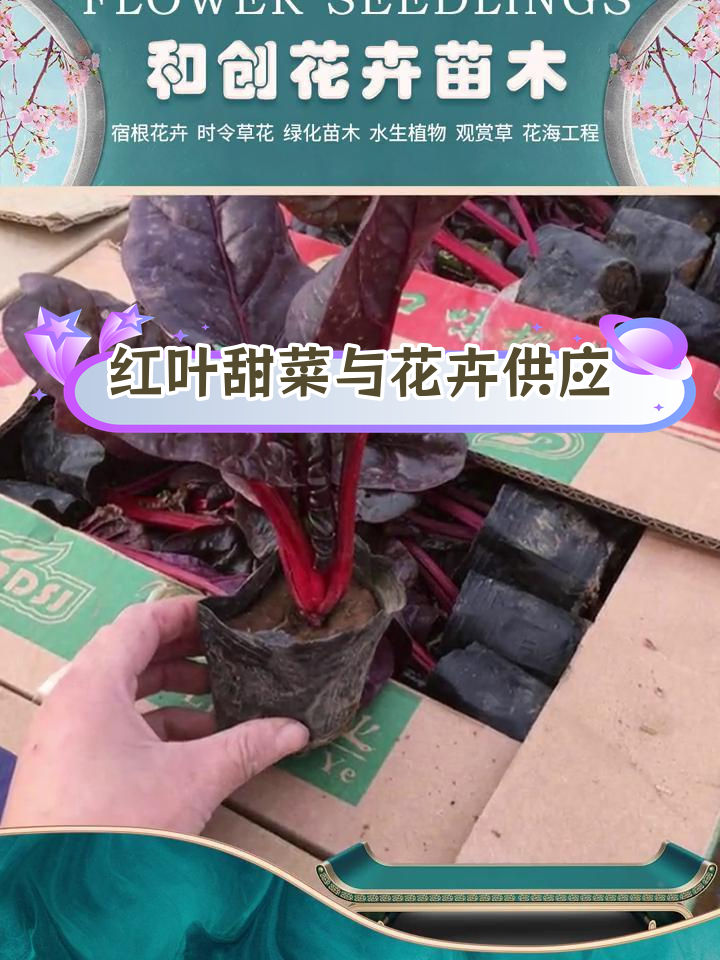 草花基地种植经验丰富,红叶甜菜介绍