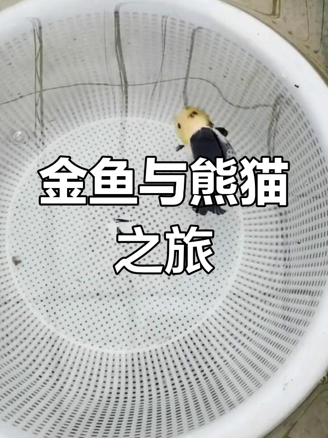 兰寿金鱼与熊猫的奇妙邂逅