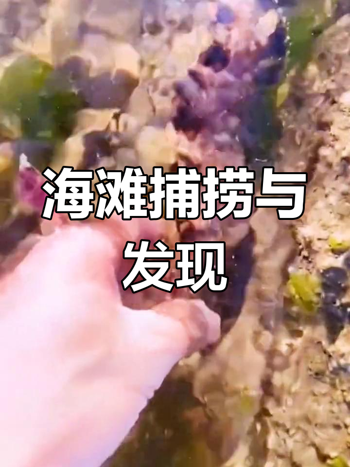 赶海抓海鲜,老头鱼身上黏液让人惊喜