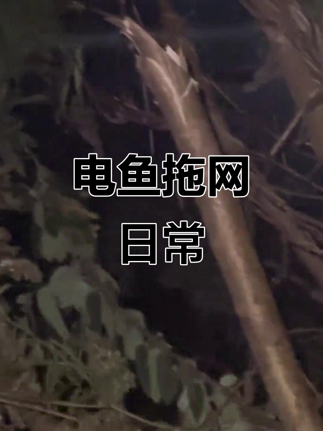 白天电鱼晚上拖网,钓鱼生活太刺激了