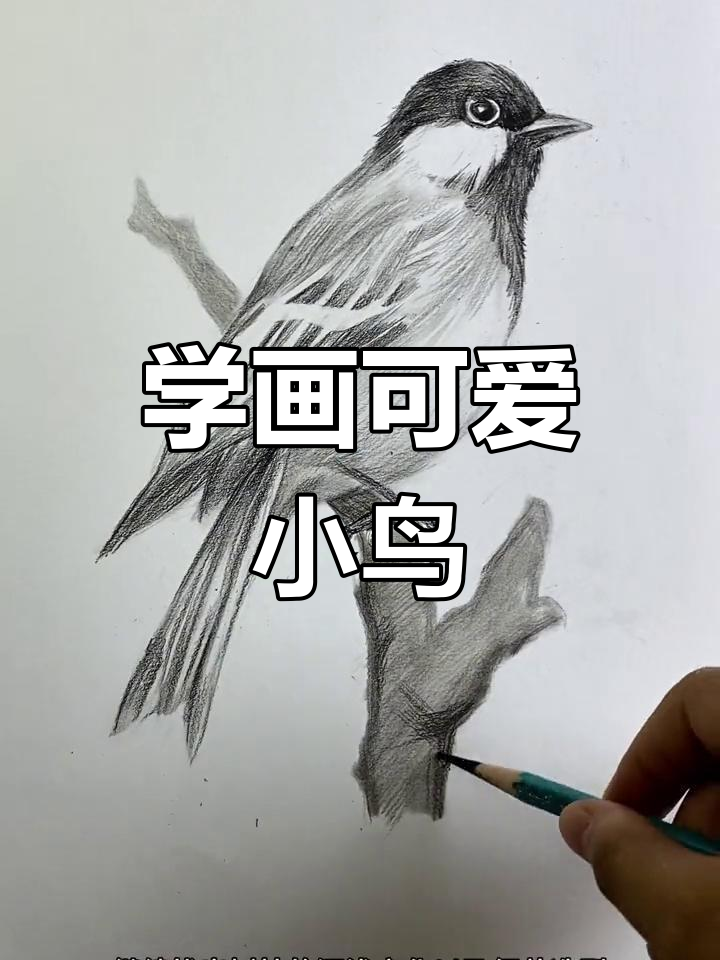 素描小鸟绘制技巧大揭秘