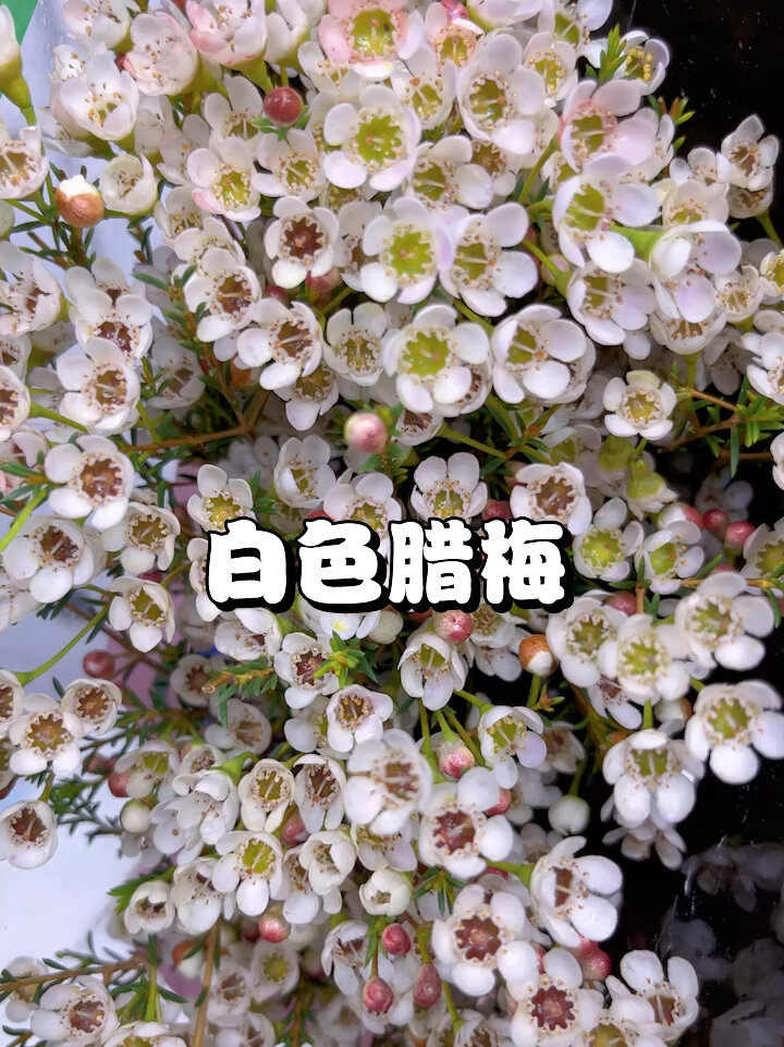白色腊梅!清新淡雅!好养花期长!喜欢冲呀!