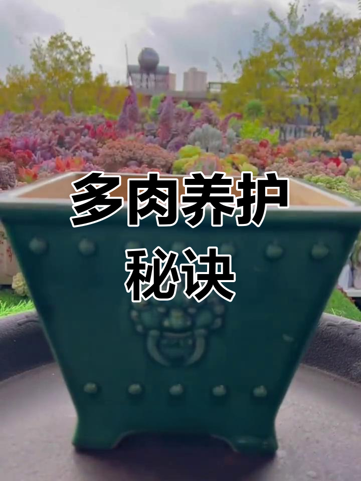 蓝龙多肉养护秘籍,让它们茁壮成长!