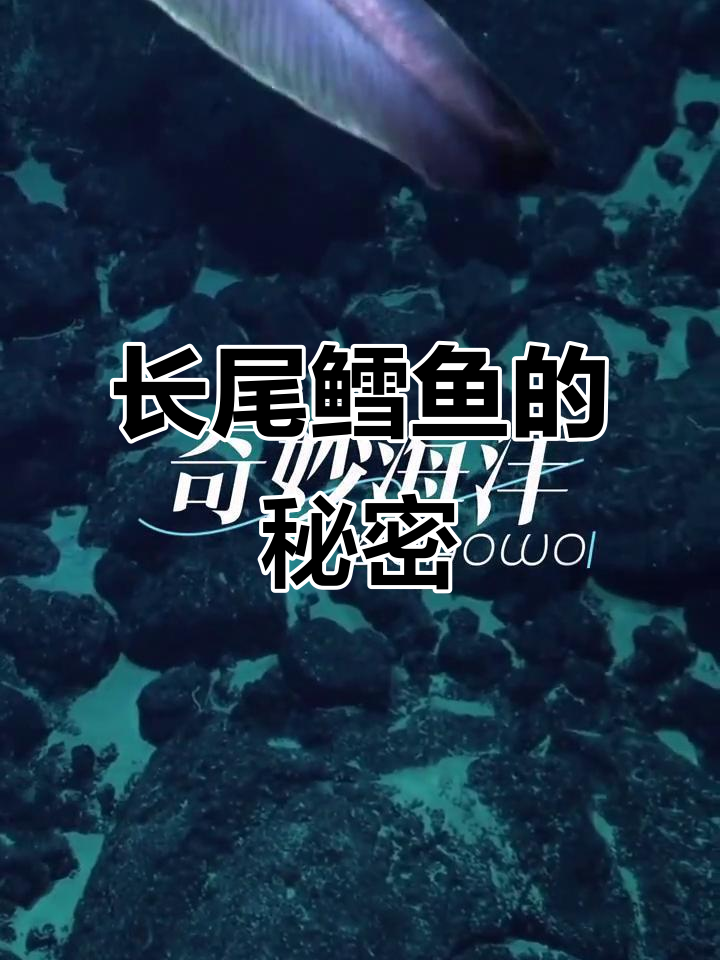 深海长尾鳕鱼:神秘优雅的海洋使者