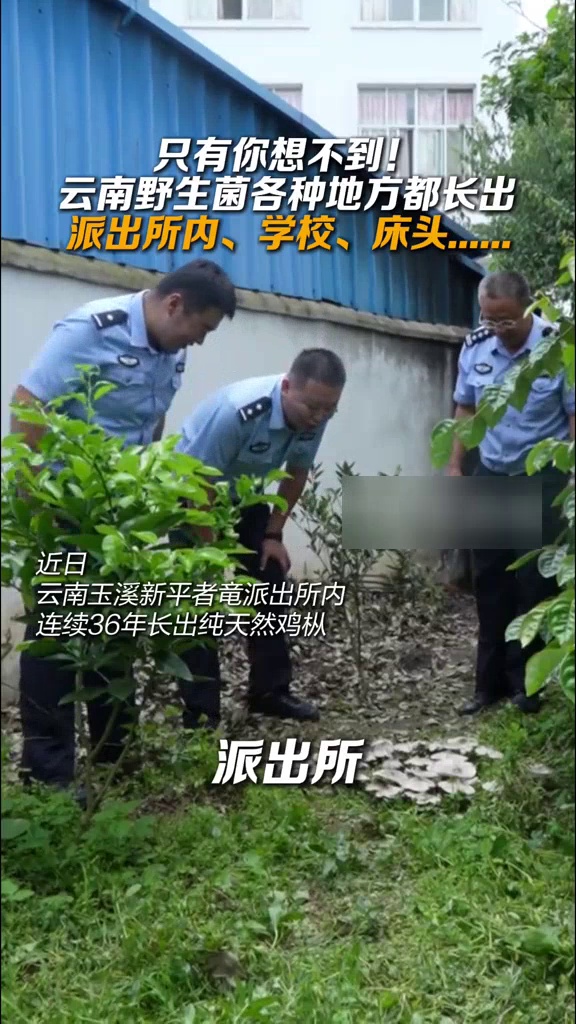 只有你想不到!云南野生菌在哪都能长:学校、床头、派出所都有