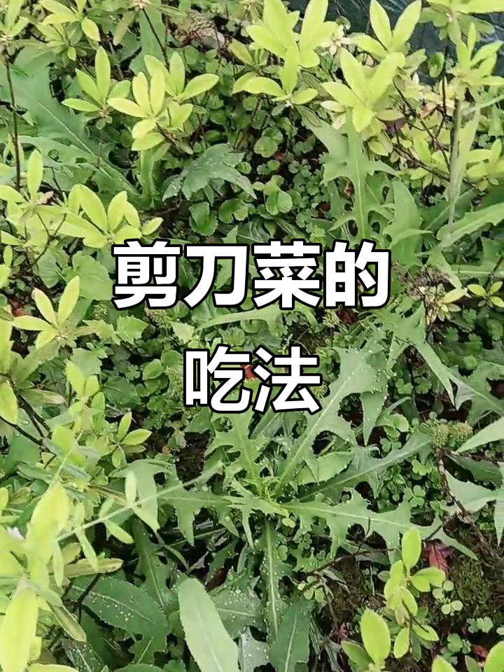 这道野菜叫剪刀菜,炒煮凉拌都行!