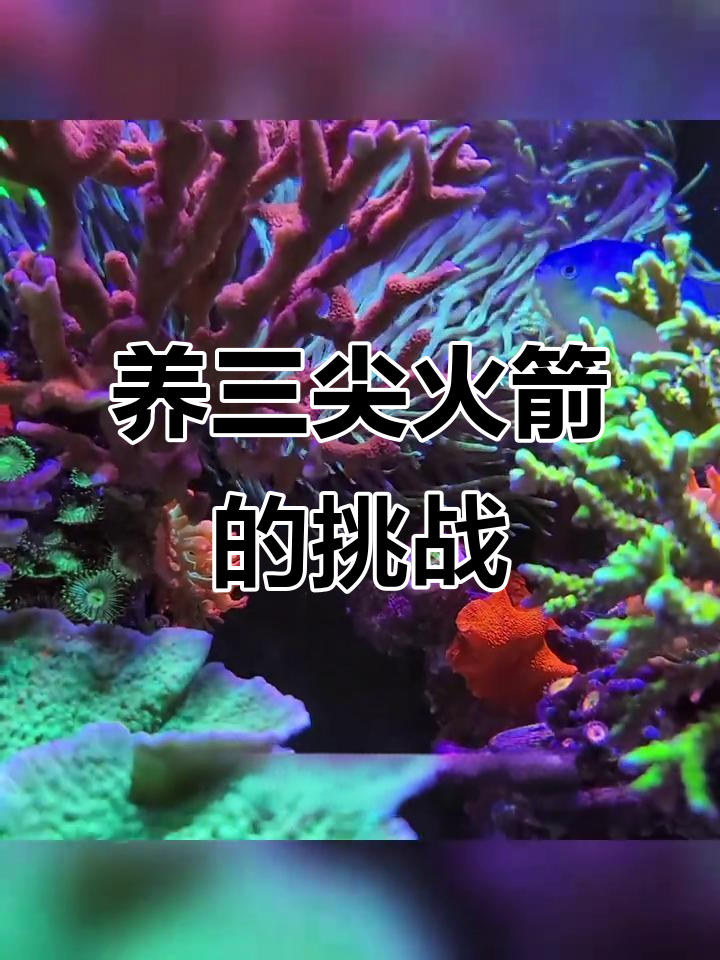 三间火箭鱼难养吗？从喂食到生命的最后时刻