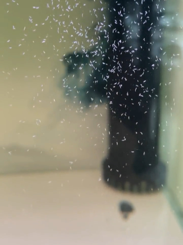 鱼缸内蛋白虫的处理