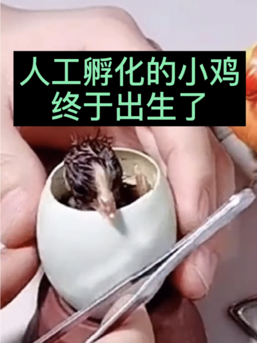 人工孵化小鸡出壳