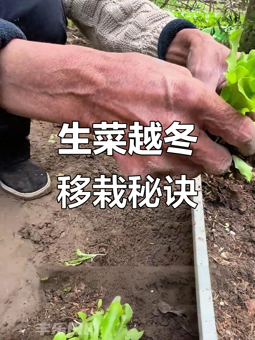 冬季生菜移栽技巧,掌握这些让生长更快