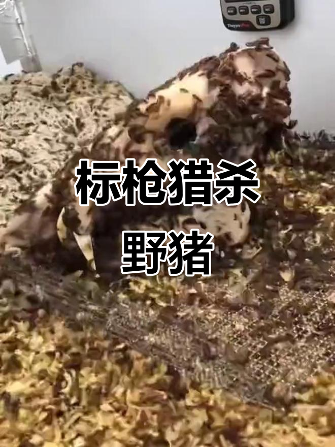 皮甲虫清理标枪,野猪头骨变标本制作过程揭秘