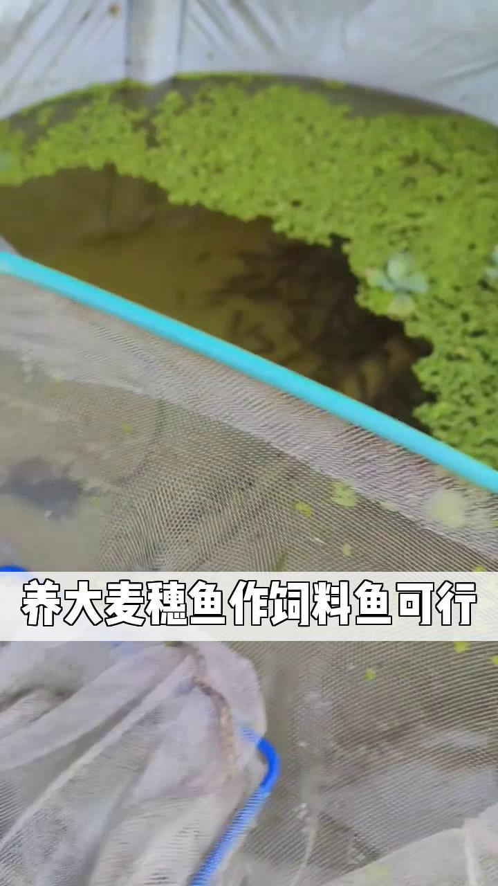 养大麦穗鱼作饲料鱼可行